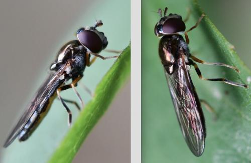 Réf. 275 725 : Platycheirus sp.